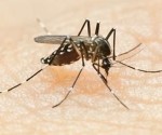 Brasil tem 340 cidades com risco de surto de dengue