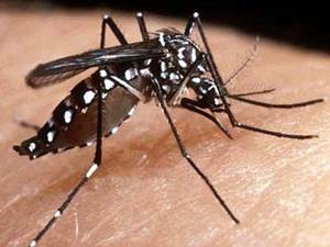 Cai quase 70% casos de dengue no ES