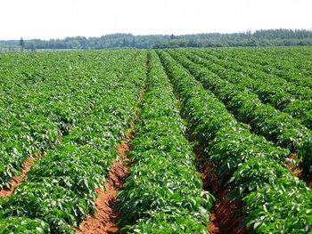 Agronegócio: Fatores climáticos seguirão afetando lavouras brasileiras